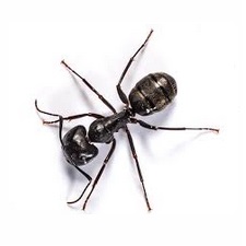 Black Ants