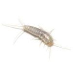 Silverfish