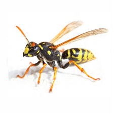 Wasps